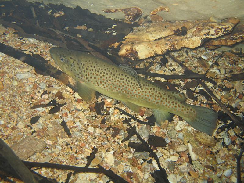 Bennett Springs 045.JPG - I like this image, the trout seems content.  This is near the cavern entrance.